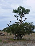Moringa ovalifolia Etosha NP Namibie leden 2009 P1130838.jpg